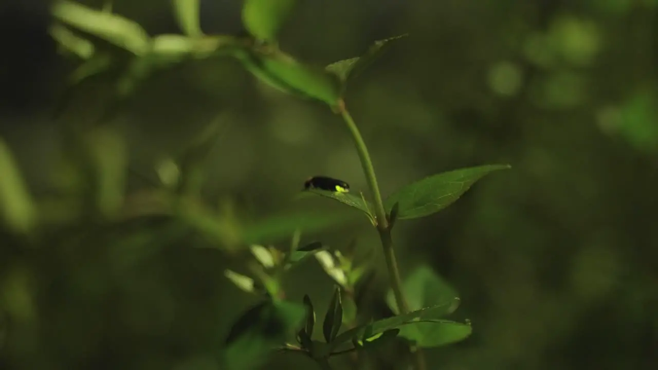 Genji-botaru Japanese Firefly glowing at night