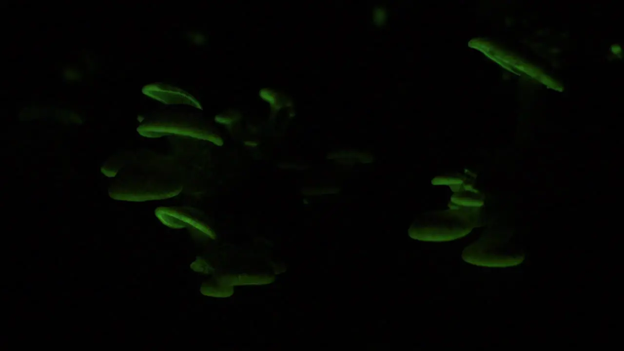 The bioluminescent fungus Panellus Stipticus glows in the night