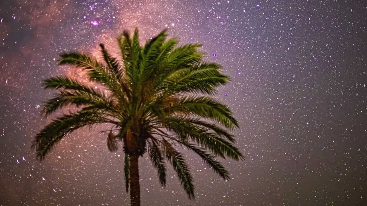 Time lapse of Milky Way galaxy in the Night sky with a palm tree in foreground