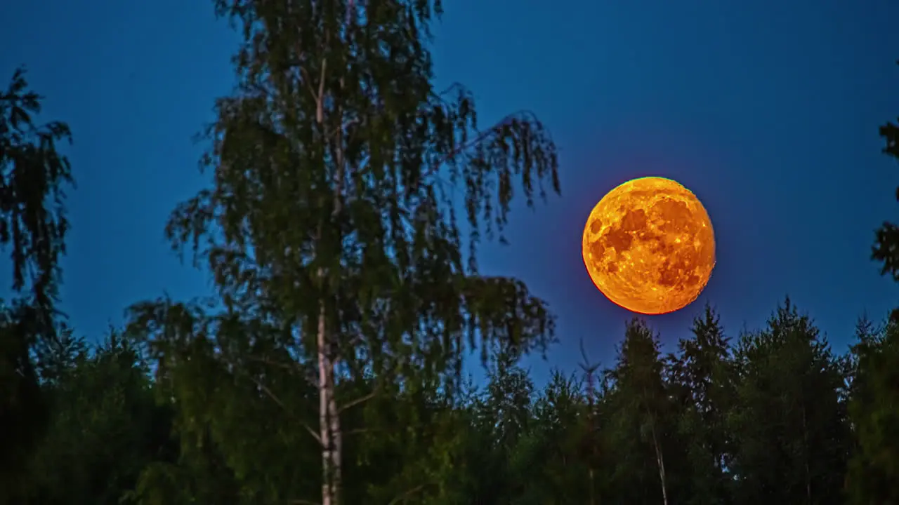 Orange moon moves through night sky behind tree silhouette Time Lapse