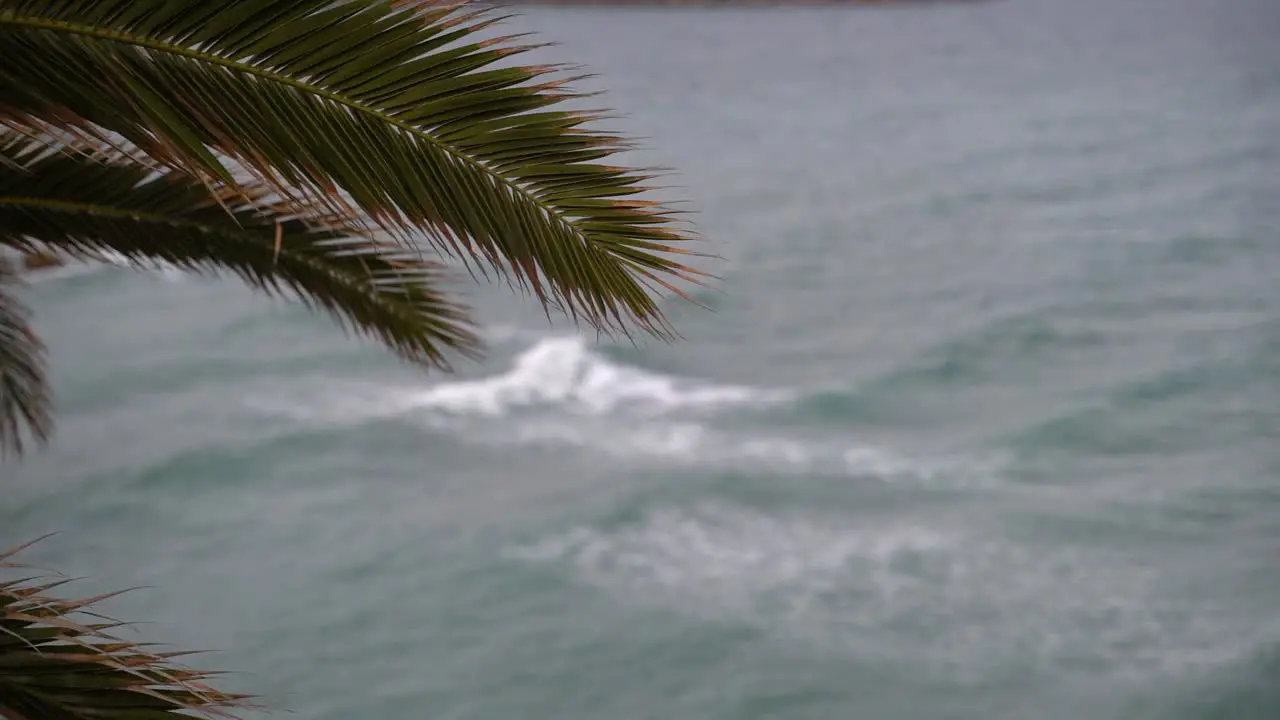 Abstract shot of palm tree with background blurred ocean in distance