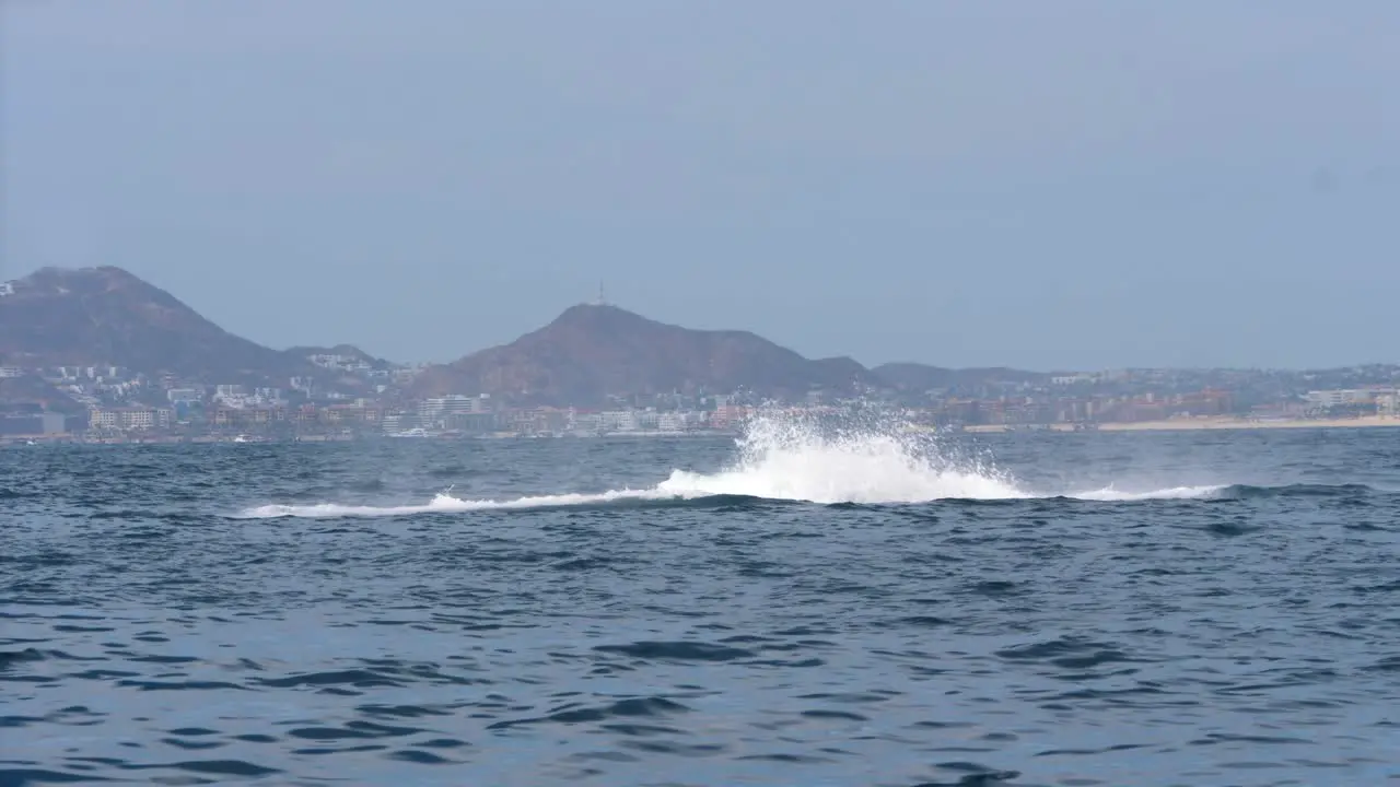 Humpback Whale breaching of the coast out in the sea