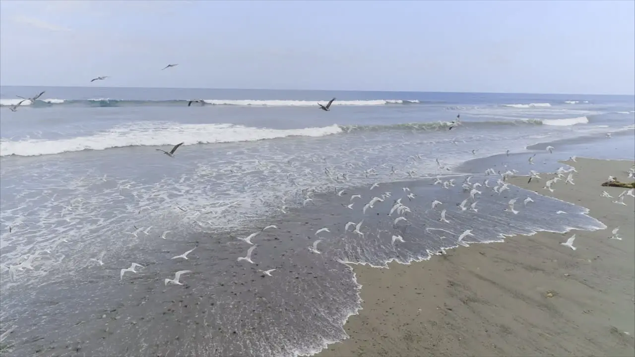 AERIAL Slow Motion pelicans and seagulls flying on tropical beach Honduras 2