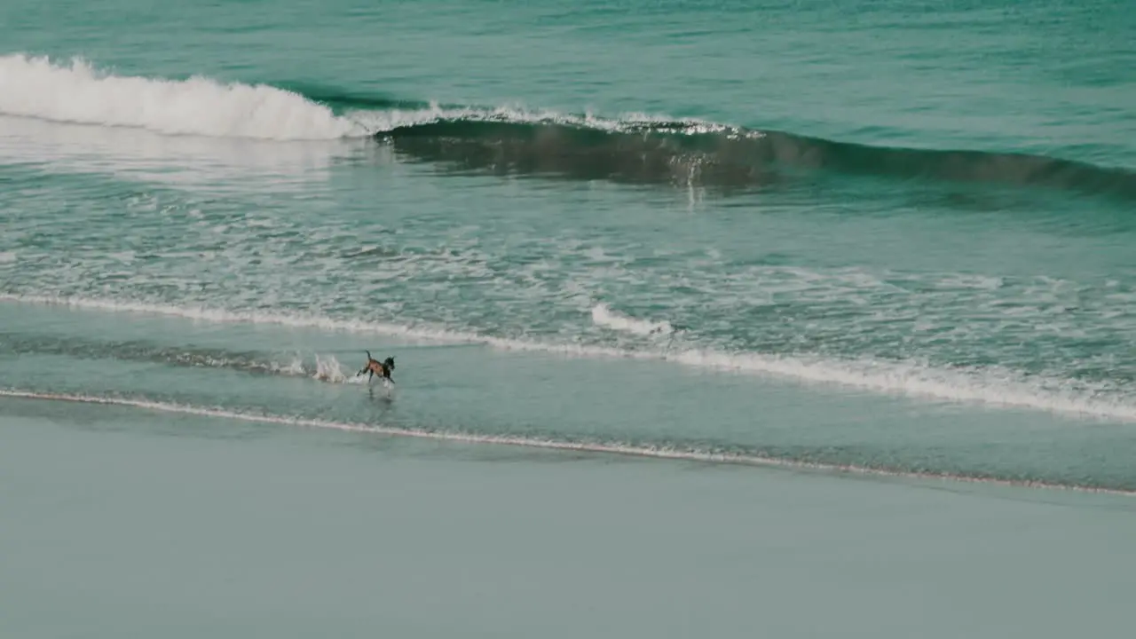 A dog running and having fun on the beach in front of a breaking wave