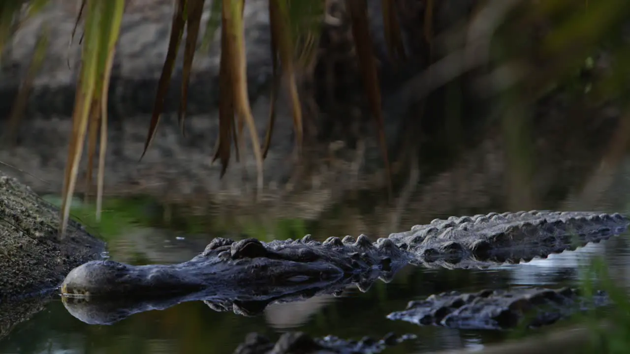 alligators wait for prey with beautiful reflection in jungle swamp