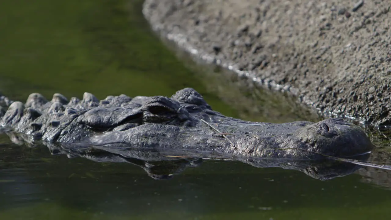 alligator close up waiting to ambush prey