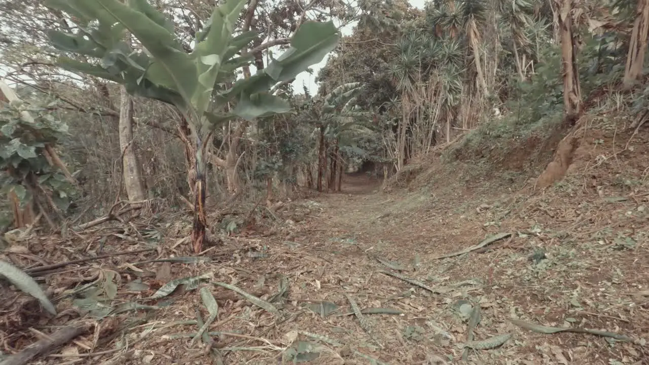 Heavy Wind Picking Up In Pathway Through Woods