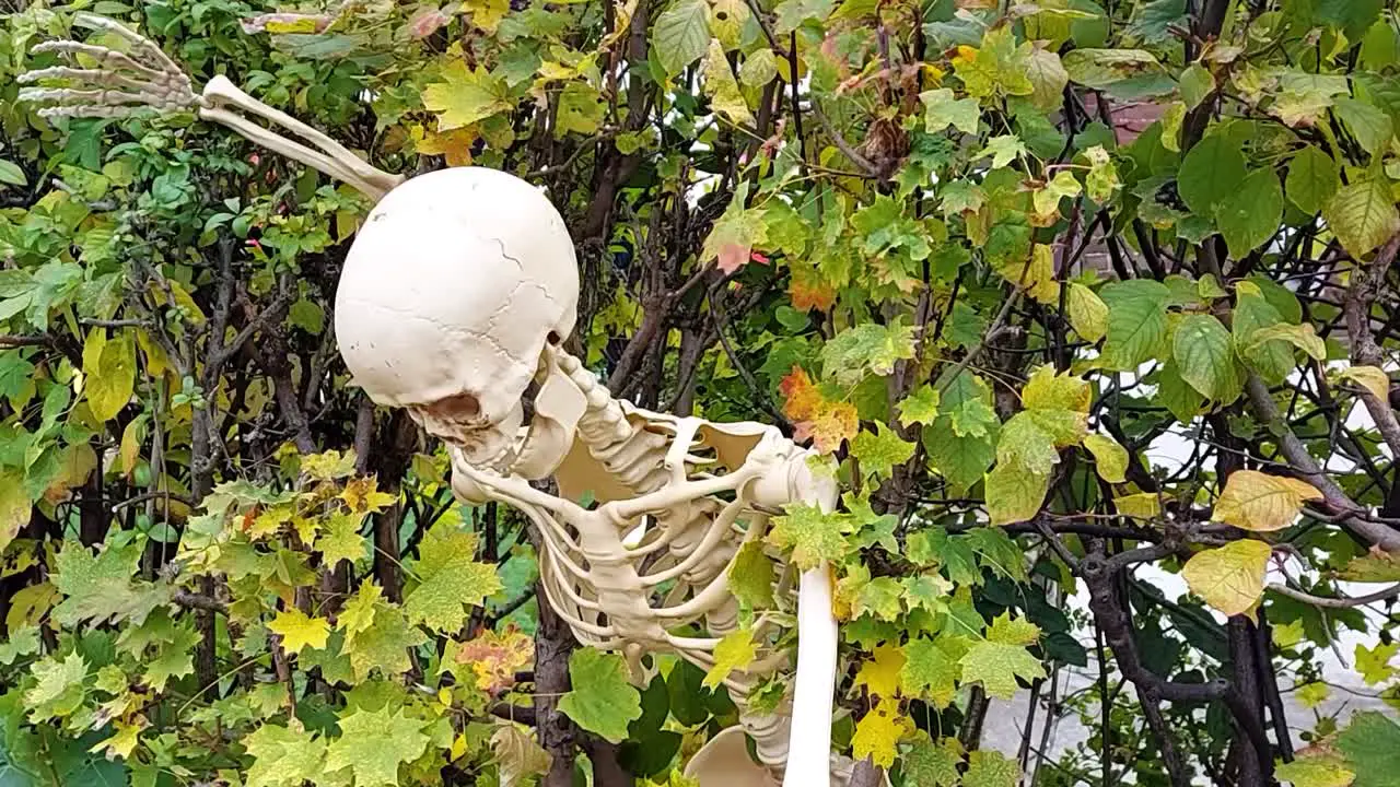 Skeleton in the hedge waits for Halloween Static