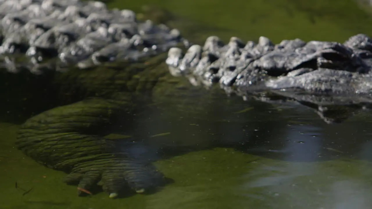 alligator patiently waiting for prey out of focus