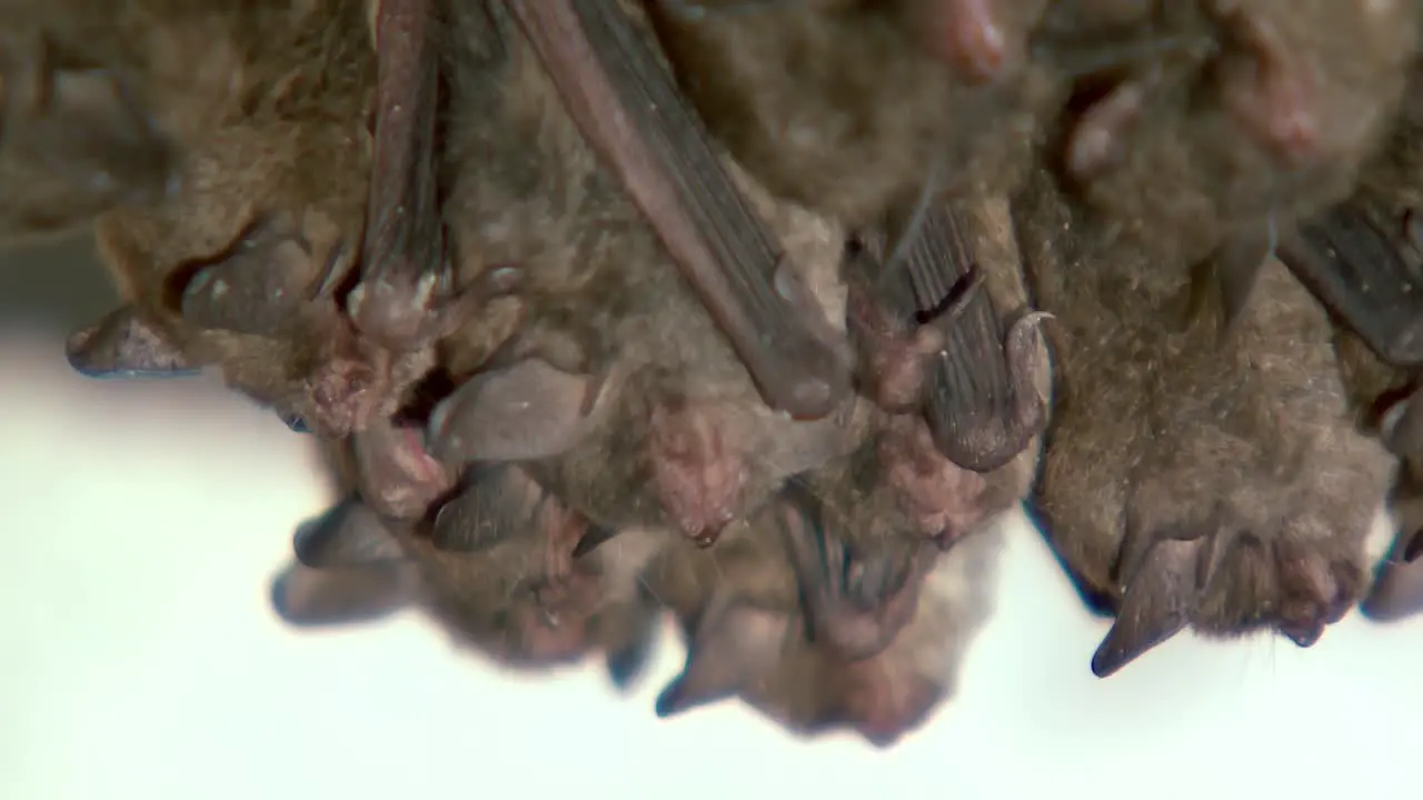 Bats Upside Down Close Up