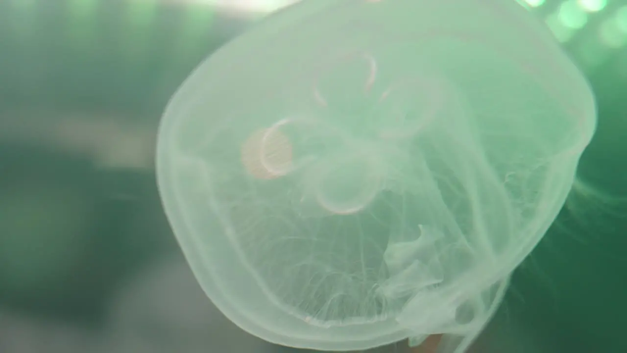 Translucent Moon Jellyfish Swims Slowly At The Shallow Water In Numazu Japan