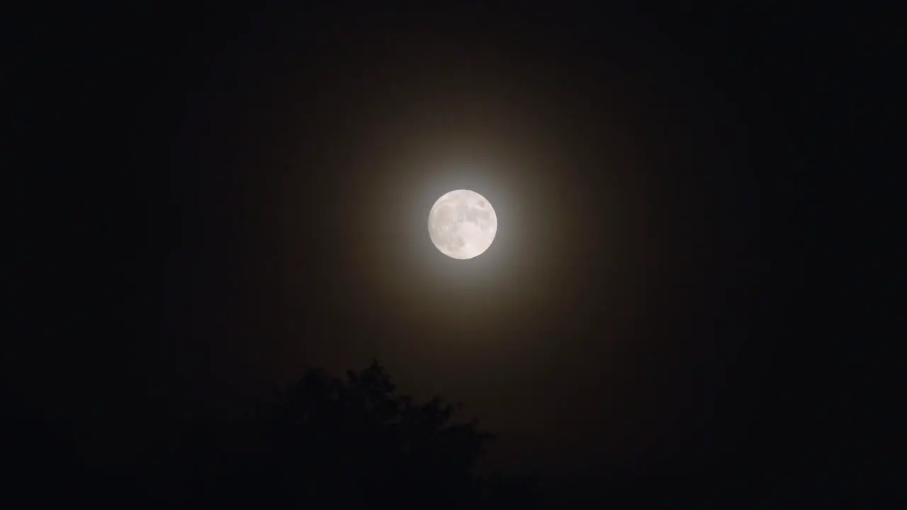 Full Moon Rising Over Tree Silhouettes Timelapse