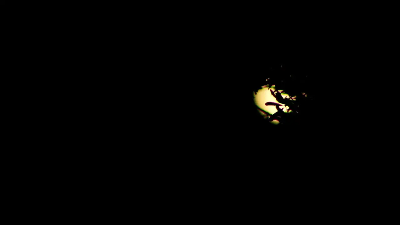 Full Moon Through The Trees In The Dark Of Night Time Lapse