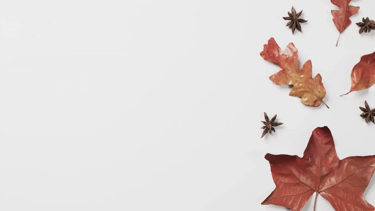 Video of halloween autumn leaves with copy space on white background