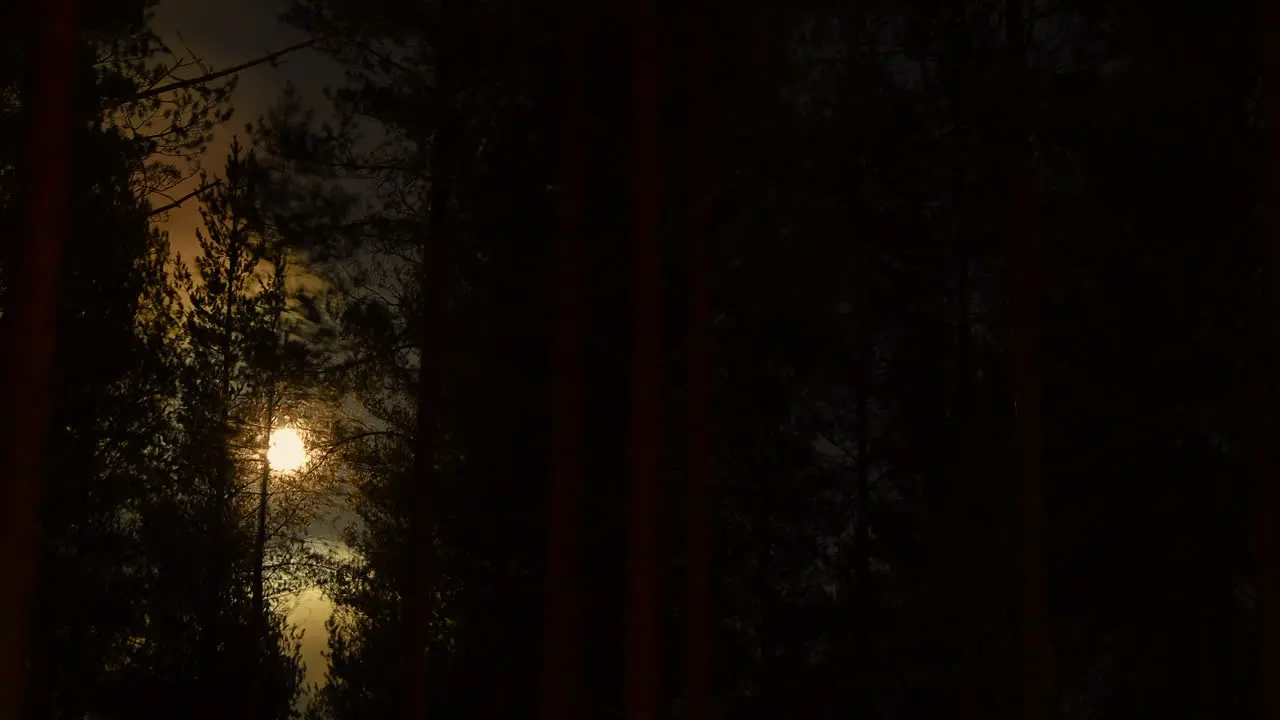 Timelapse of linearly rising full moon behind a coniferous forest