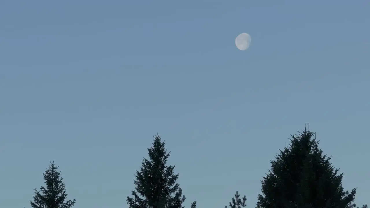 Moon Moving In Clear Sky Over Coniferous Trees In Norway