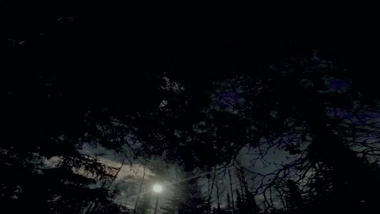 Timelapse of the moon rising thru the trees