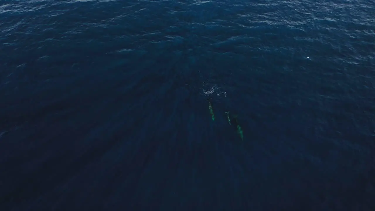 Three whales swimming down away from the surface together in a group in Madeira