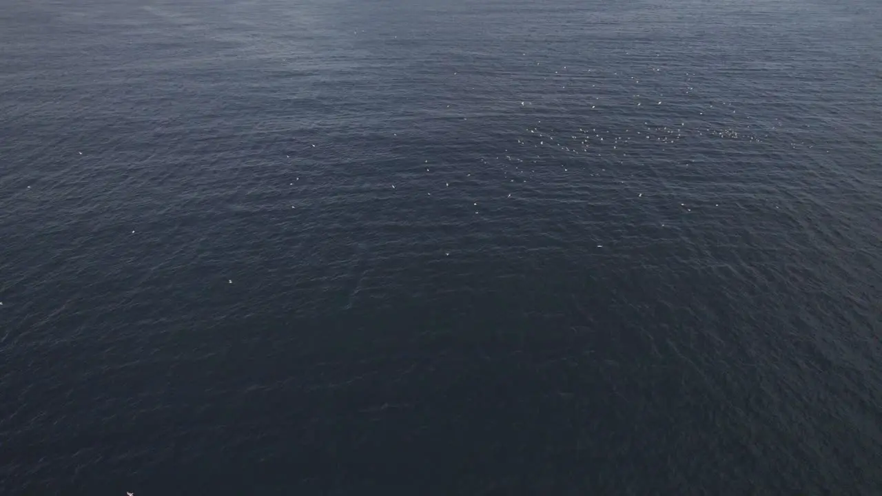 Flock Of Seabirds Flying Over The Calm Sea