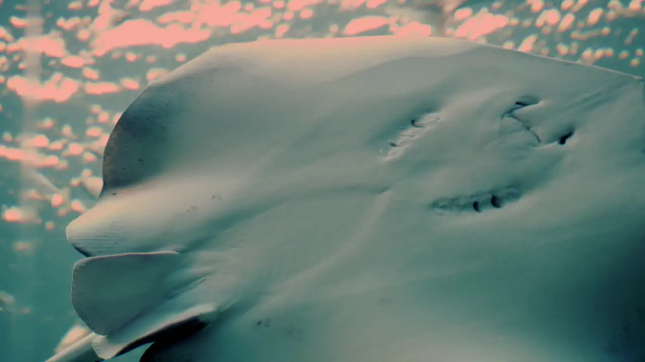 Isolated stingray seen from below close up of a ray swimming in the pelagic zone of the ocean underwater shot