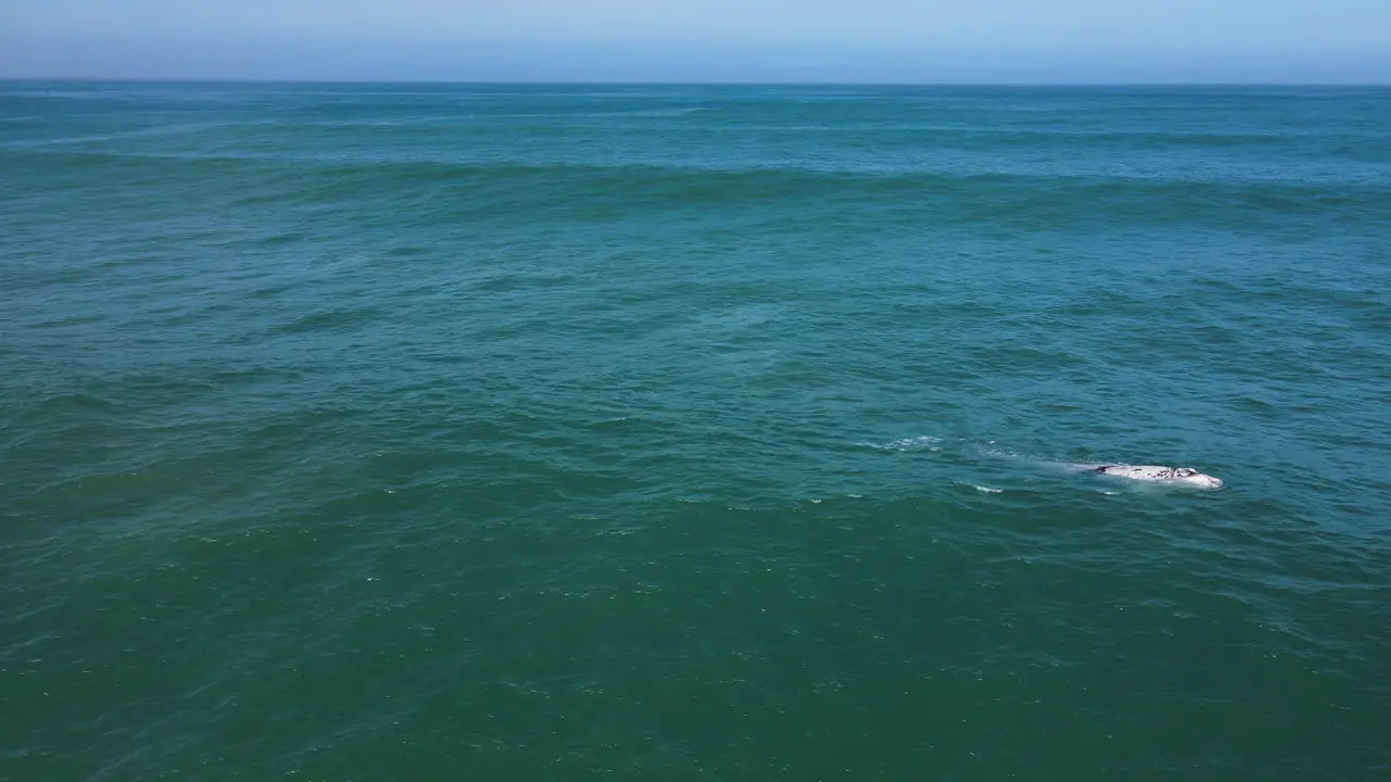 Curious behavior as brindle Right whale calf swims with open mouth