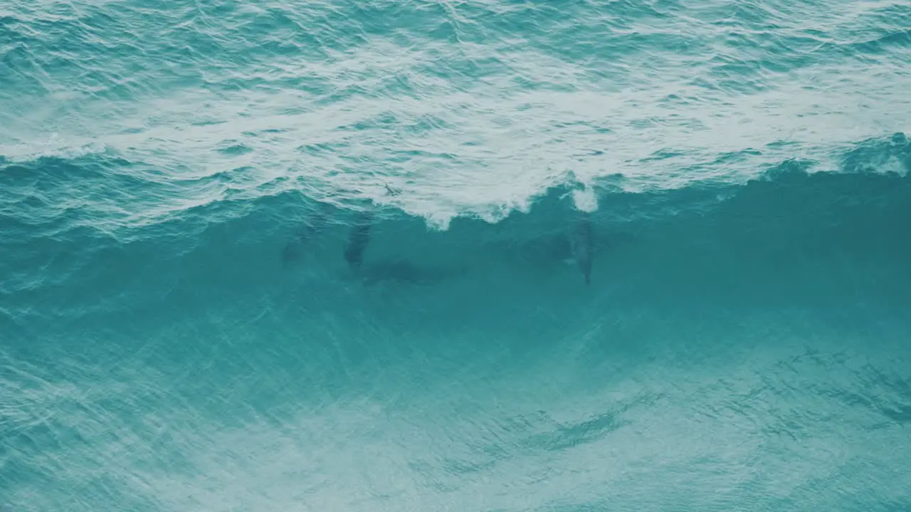 A group of dolphins having fun in the waves and one dives under a barrel