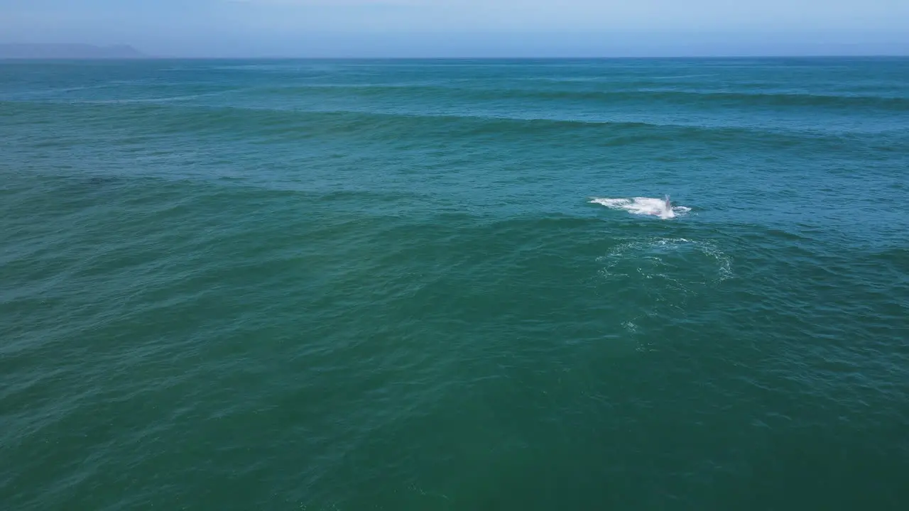 White brindle whale breaches twice in Walker Bay Hermanus