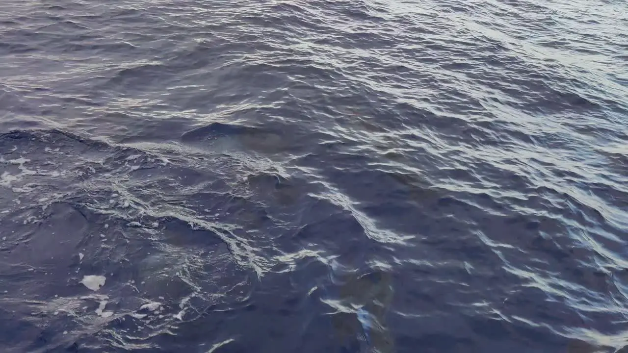 Close up of flock dolphins swimming in the sea near Madeira Portugal