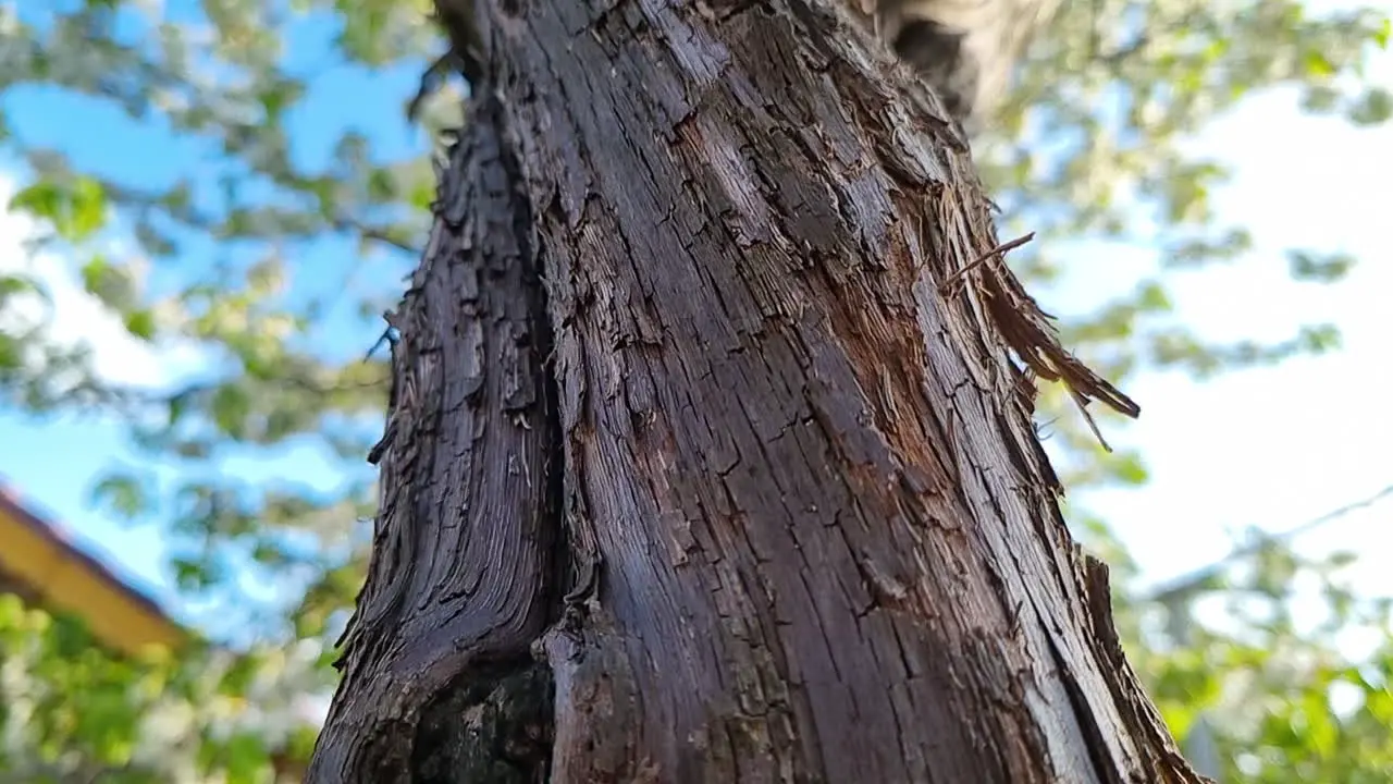 Macro shot of grape vine tree bark detail texture