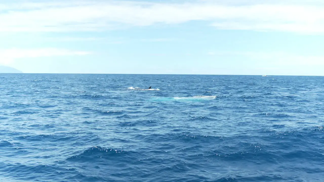 Sei whales breaching the surface of the water in Los Gigantes of the Canary Islands