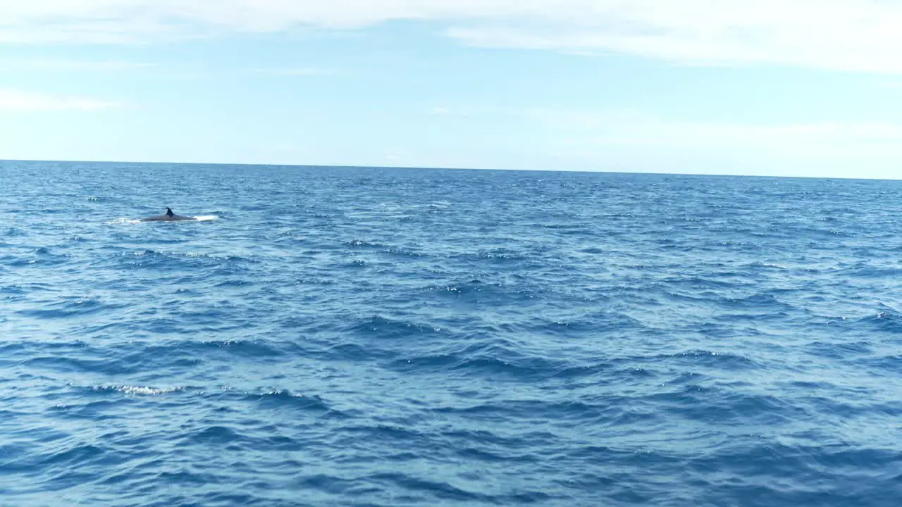 Sei whales breaching the surface of the water in Los Gigantes of the Canary Islands in rough seas