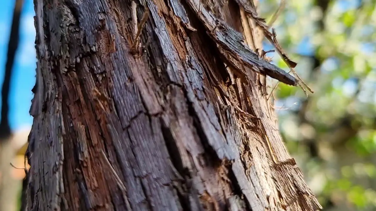 Close up of old tree bark detail texture background