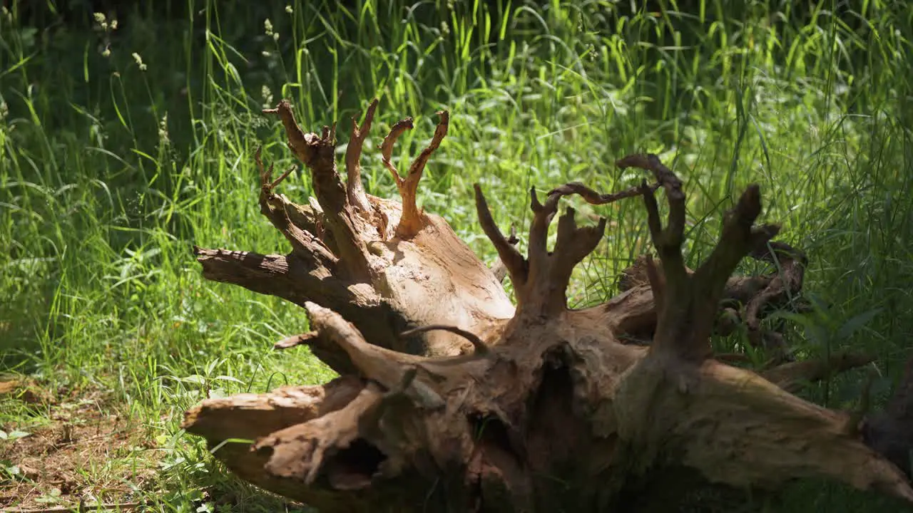 Decayed broken tree stump foreground Green foliage background