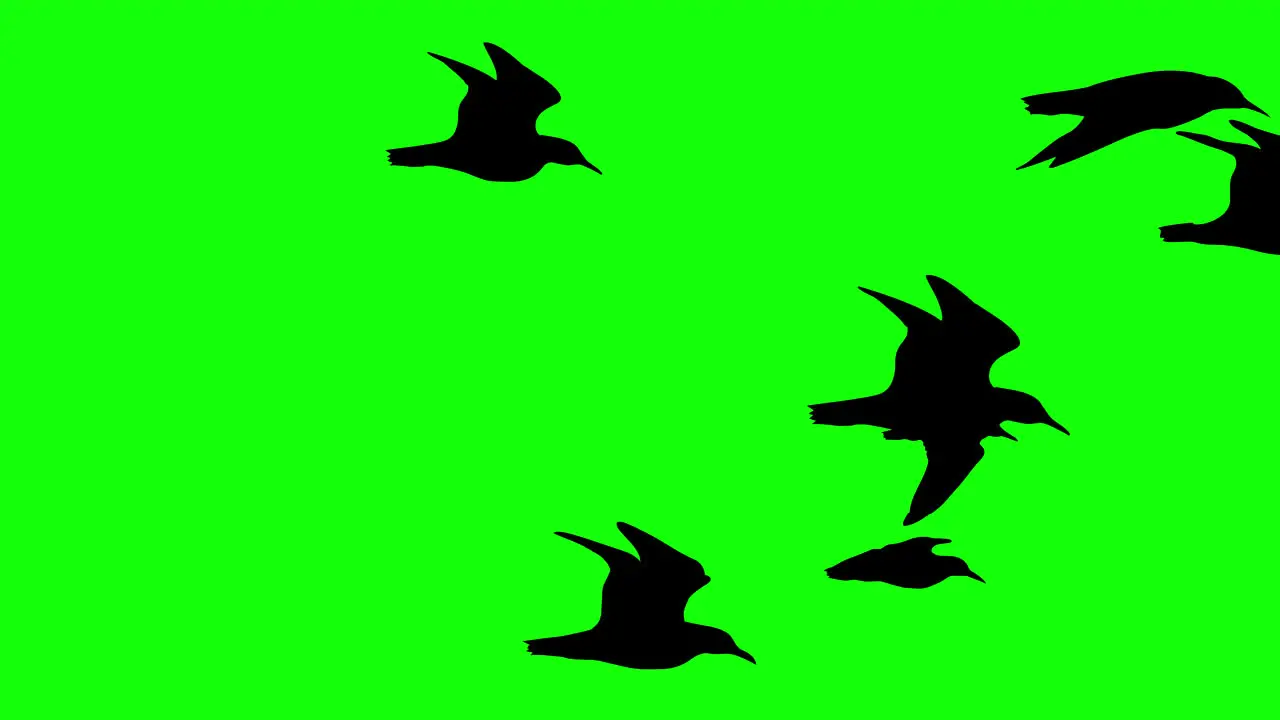 halloween bat flying Flock of Black crows loop motion graphics video transparent background with alpha channel