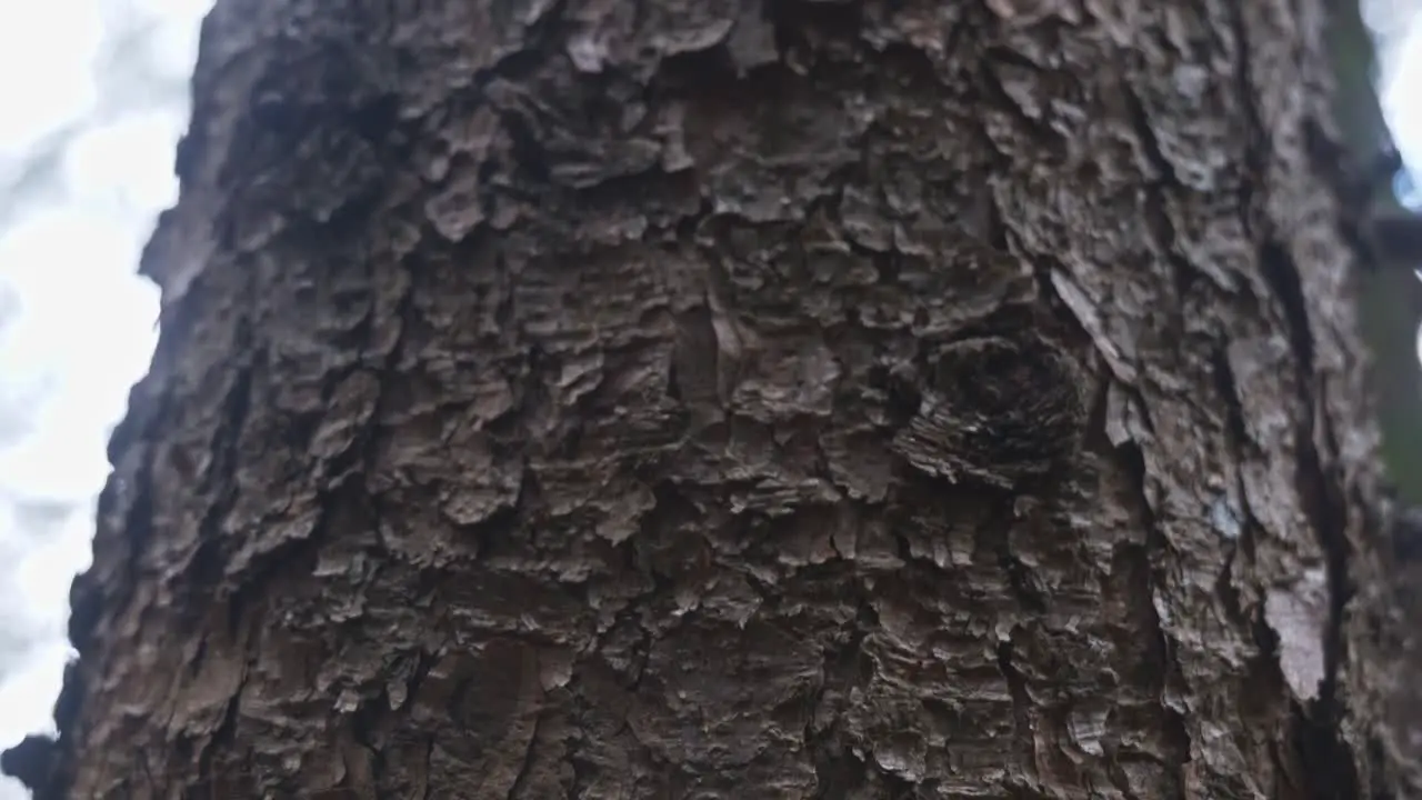 View of aged pine tree trunk from the bottom looking upward