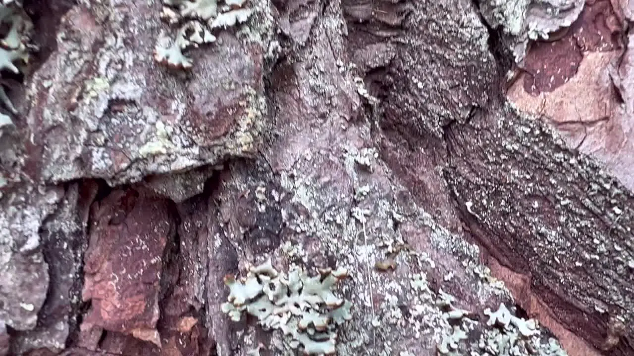 Texture of tree trunk in the forest Close up of texture of an old tree 