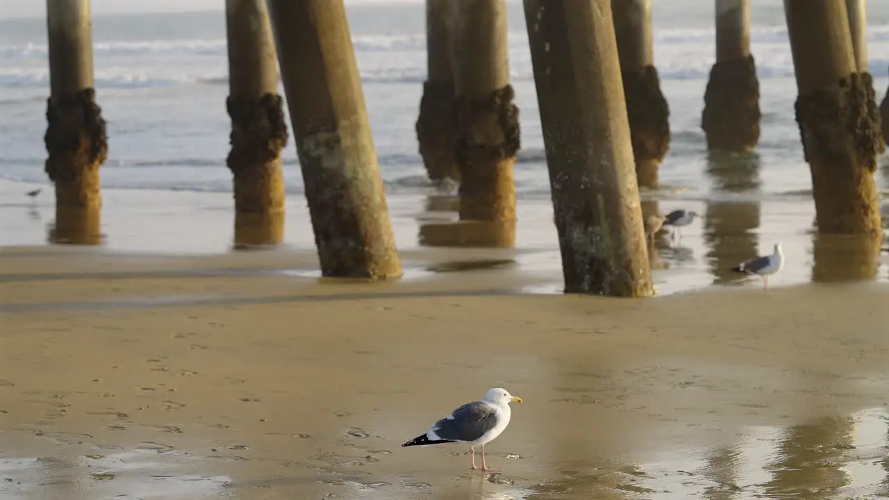 Seagull's along side a pier at low tide