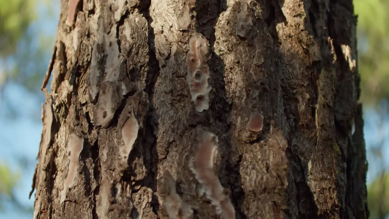 Beautiful dark brown tree trunk with amazing texture and sunlight shining