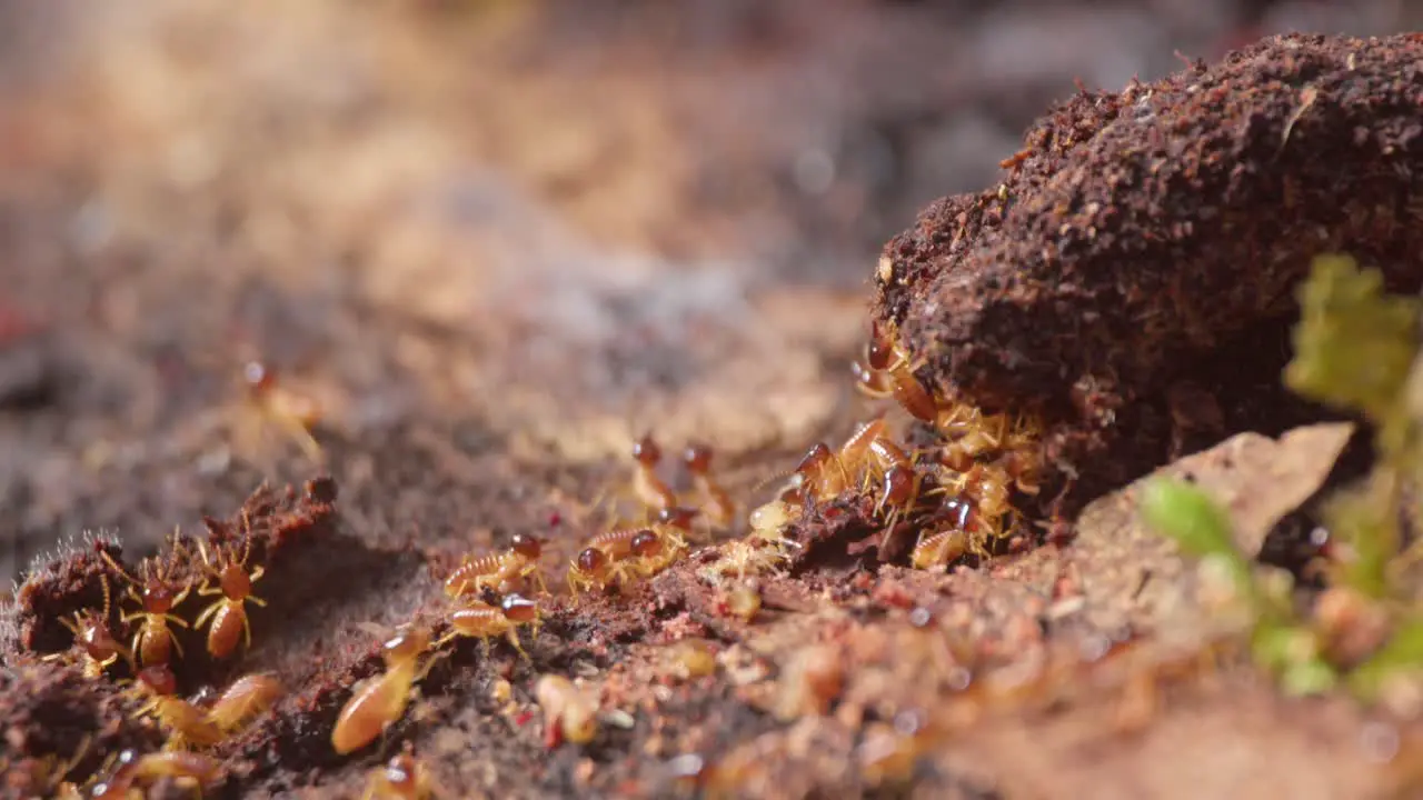 A group of termites crawl on a piece of wood on the ground of a tropical climate area tilt up shot