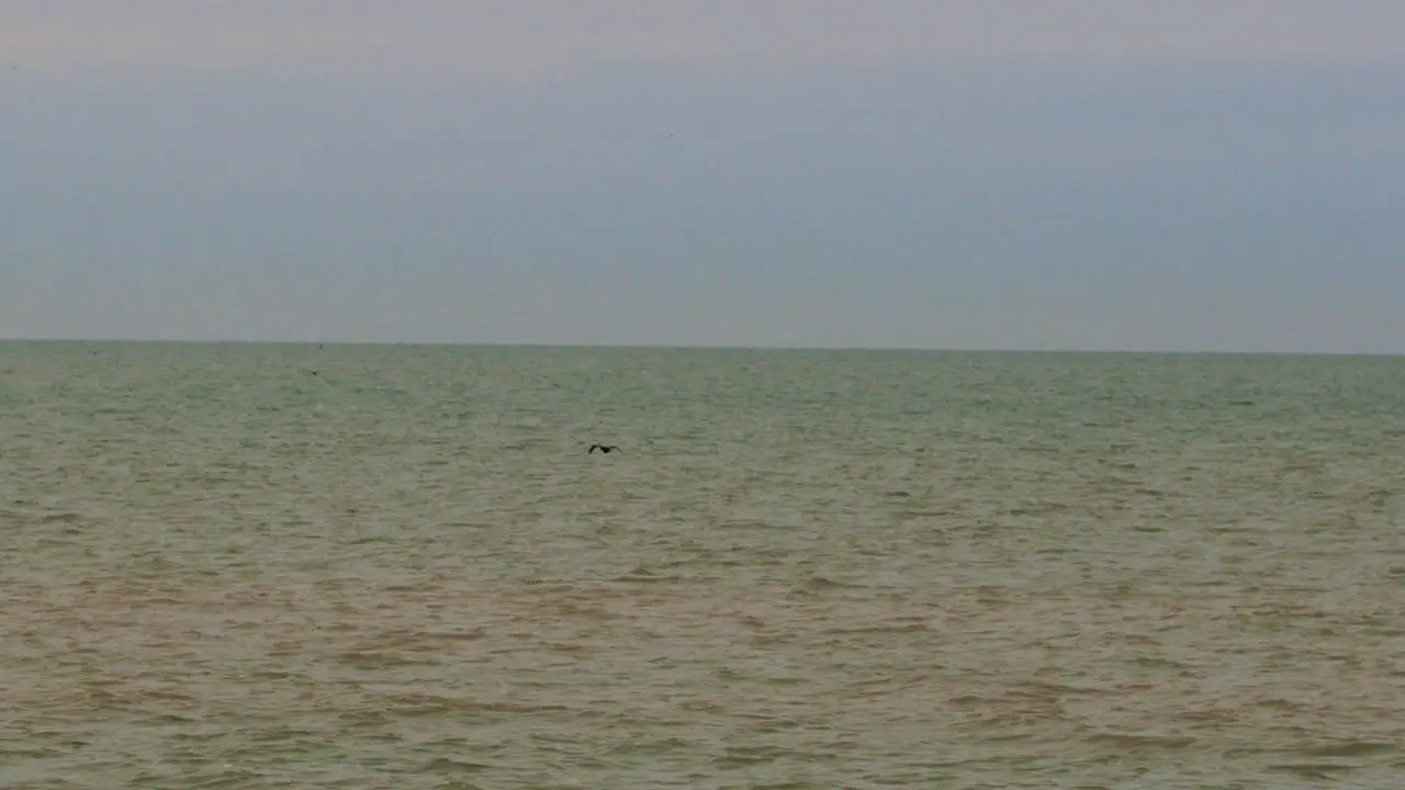 Sea birds flying over the green blue lake water in slow motion