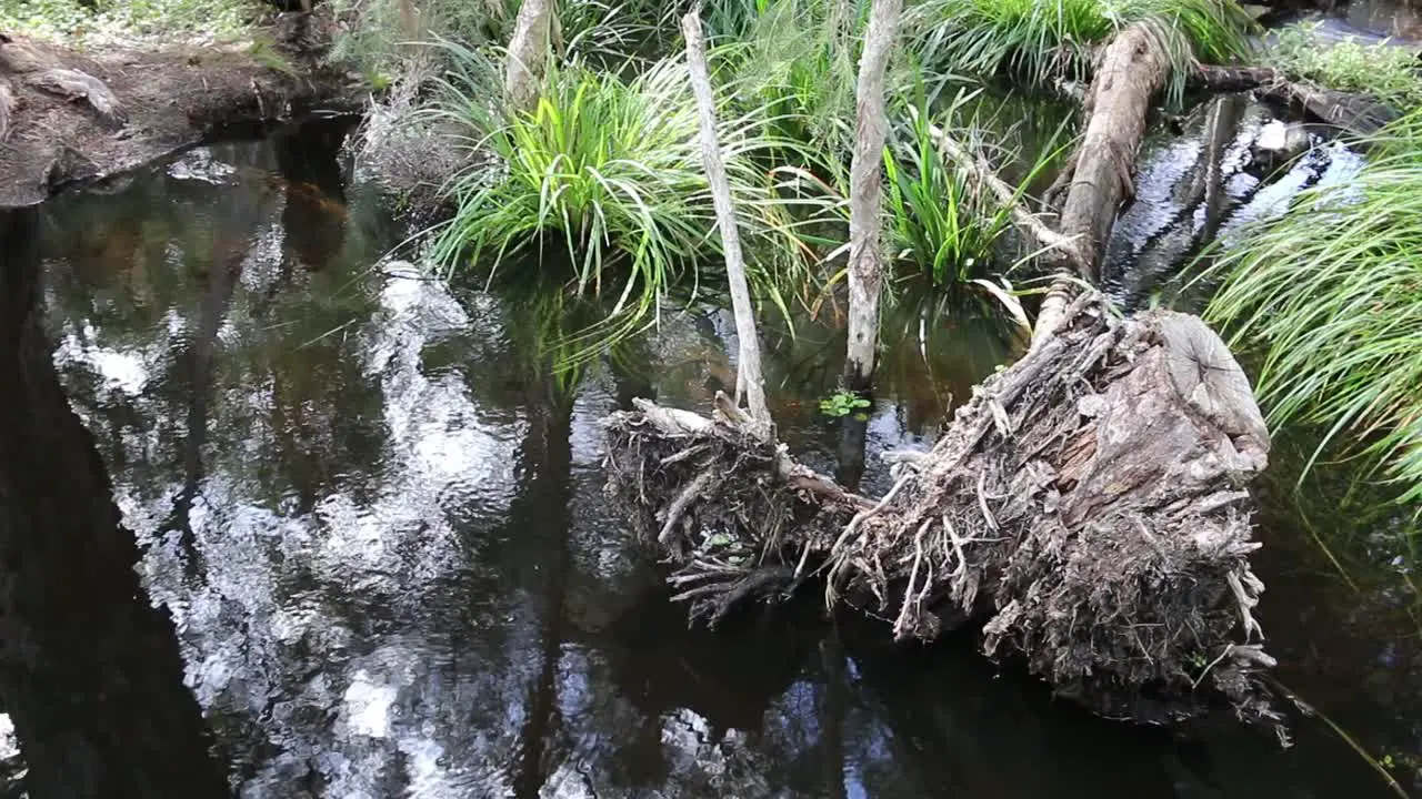 Water ripples in a shallow pond