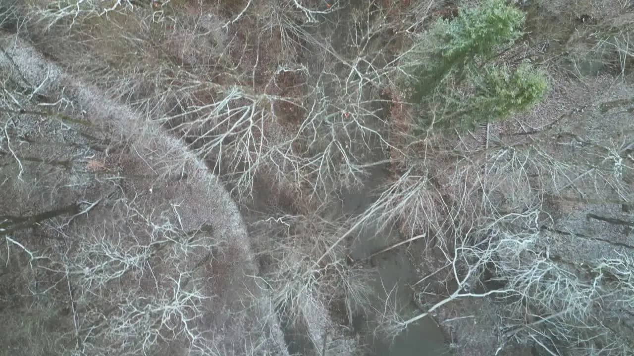 Bird's Eye Shot Of Snowy Forest During Winter Season Warren Ohio USA