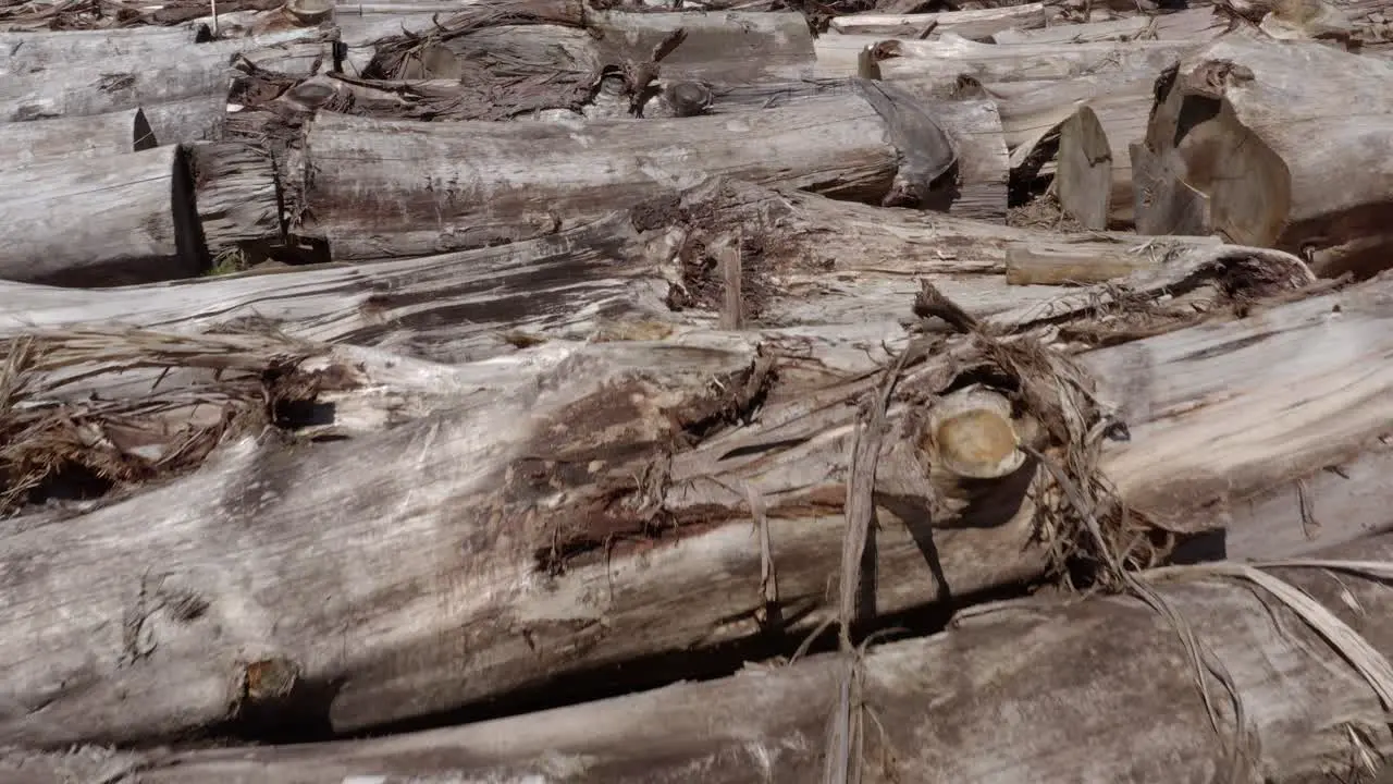 Flying low over old driftwood logs on beach chunks of weathered timber