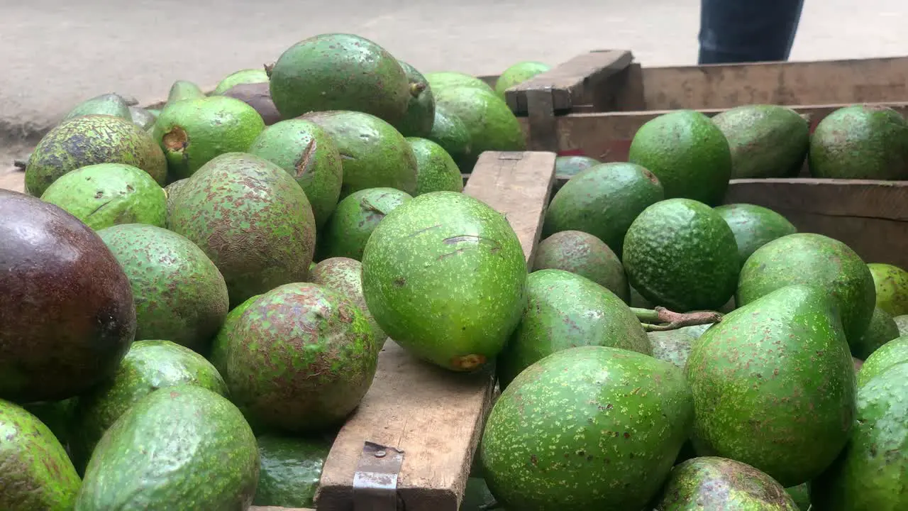 Avocado fruits are falling inside the boxes unloading to get ready to display in the fruit shop