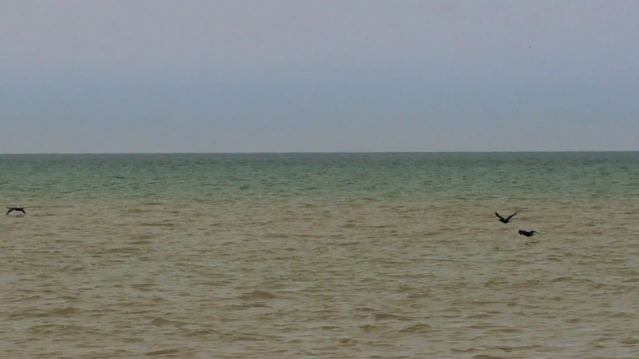 Birds flying in slow motion over the smooth green waters