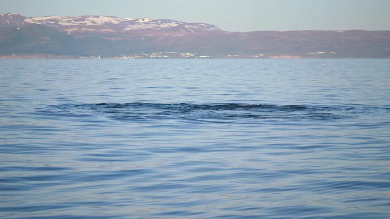 Shot from a boat of two whales swimming in ocean next to each other with one showing its tail