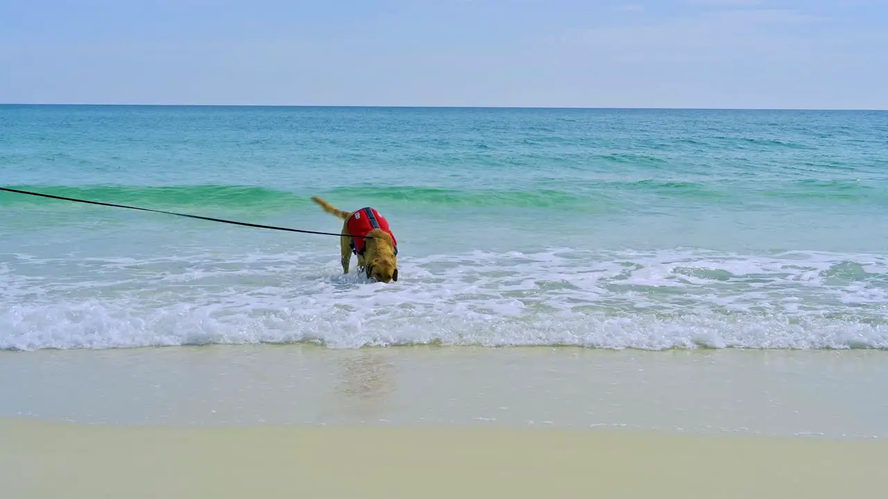 Dog playing with ball on Pensacola beach on white sands and clear emerald waters on a hot Sunny day with clear sky woman and man playing with a dog