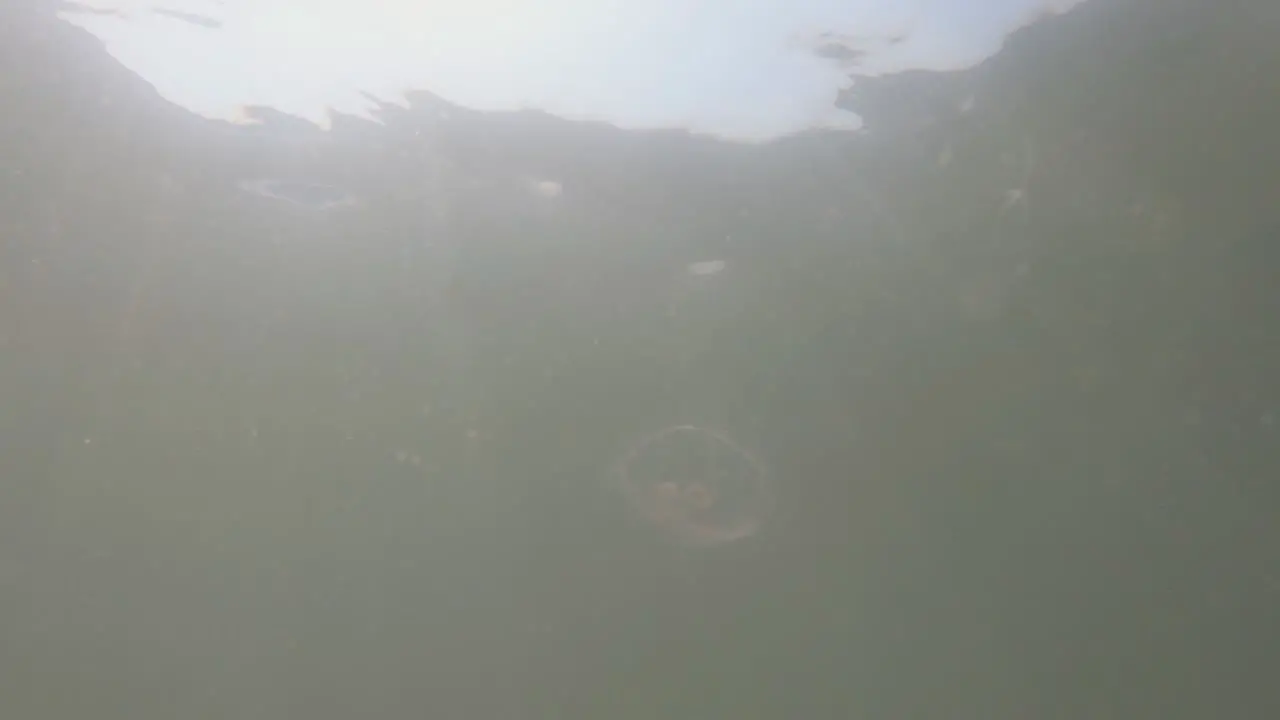 Underwater Slo-Mo View of Jellyfish in the Sea