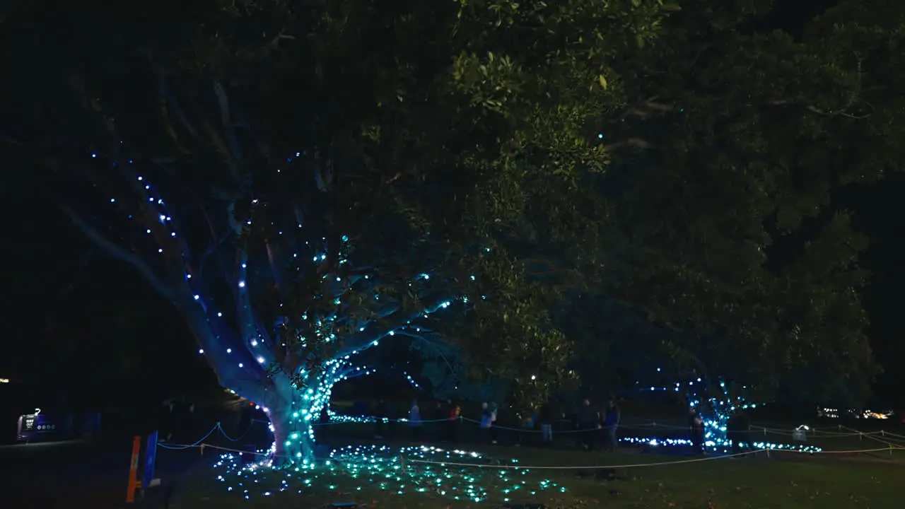 Stunning Light Display on Huge Tree in Sydney Botanic Gardens at Night in Slow Motion