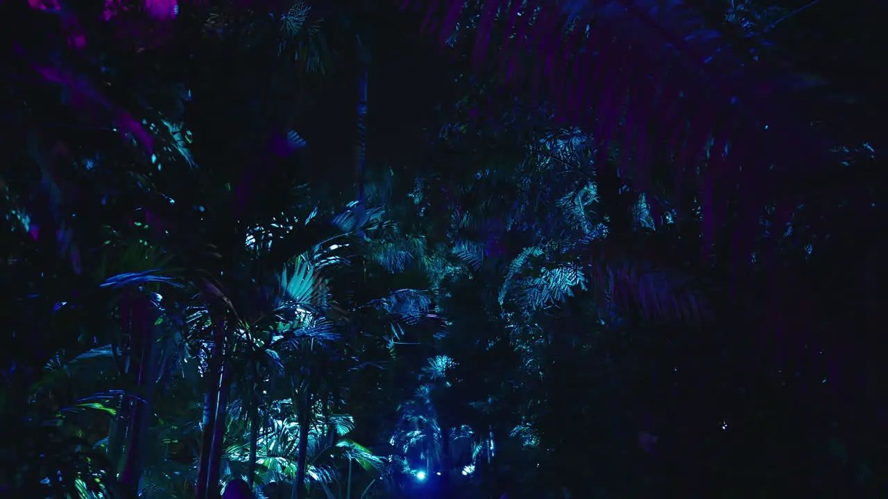 Moody Beautiful Lights on Trees at Night in Sydney Botanic Gardens during Vivid in Slow Motion